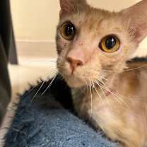 Thumbnail photo of Pringles #2