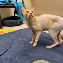 Thumbnail photo of Pringles #3