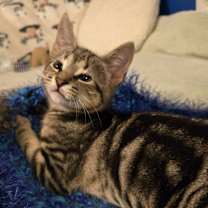 Thumbnail photo of Charles #1