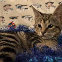 Thumbnail photo of Charles #4