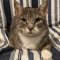 Thumbnail photo of Nicky #1