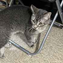 Thumbnail photo of Silver #1