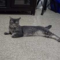 Thumbnail photo of Silver #2