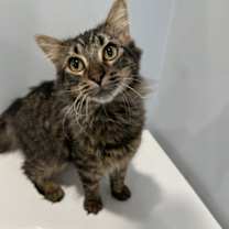 Thumbnail photo of Digby #1