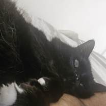 Thumbnail photo of CLEO #1