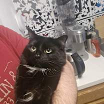 Thumbnail photo of CLEO #4