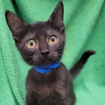 Thumbnail photo of Wishbone #1