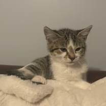 Thumbnail photo of Poppy #1