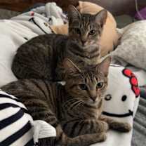 Thumbnail photo of Suki #4