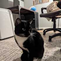 Thumbnail photo of Forrest (aka Gerby) #2