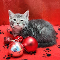 Thumbnail photo of Hershey #2