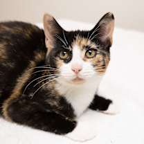 Thumbnail photo of Carbonara #1