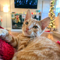 Thumbnail photo of Nacho #1