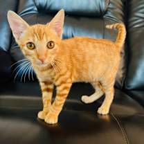 Thumbnail photo of Nacho #2