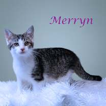 Thumbnail photo of Merryn C25-301 #2