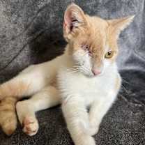 Thumbnail photo of Missy Elliott #4