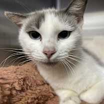 Thumbnail photo of Salem #2