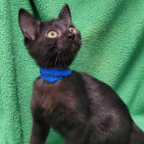 Thumbnail photo of Wishbone #3