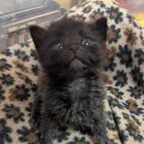 Thumbnail photo of Eulogy - IN FOSTER #3