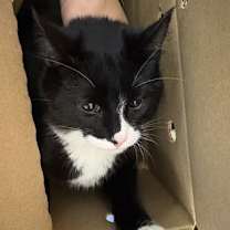 Thumbnail photo of Onyx-ADOPTED #3