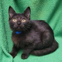 Thumbnail photo of Wishbone #2