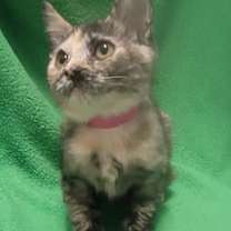 Thumbnail photo of Gilda #3