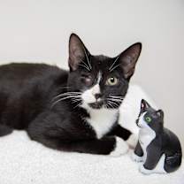 Thumbnail photo of Linguini #1