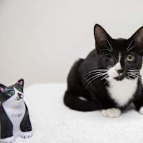 Thumbnail photo of Linguini #4