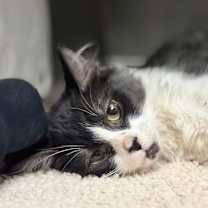 Thumbnail photo of Stumble and Fumble -- Cerebellar Hypoplasia #1