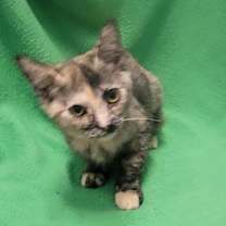 Thumbnail photo of Gilda #4