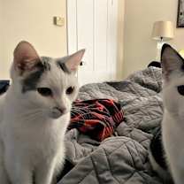 Thumbnail photo of CHARGER and CHALLENGER- FOSTER NEEDED #2