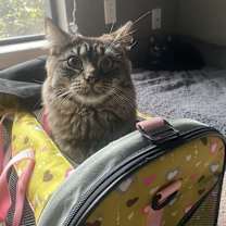 Thumbnail photo of Big Foot #3