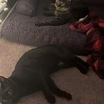 Thumbnail photo of Big Foot #4