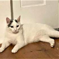 Thumbnail photo of CHARGER and CHALLENGER- FOSTER NEEDED #1