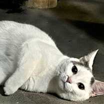 Thumbnail photo of CHARGER and CHALLENGER- FOSTER NEEDED #3