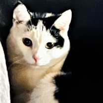 Thumbnail photo of CHARGER and CHALLENGER- FOSTER NEEDED #4