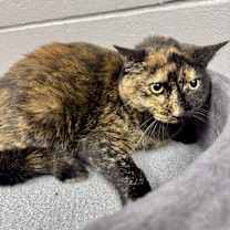 Thumbnail photo of Mia #4