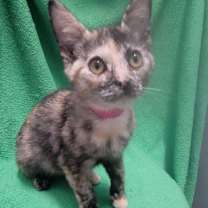 Thumbnail photo of Gilda #1