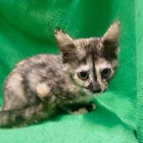 Thumbnail photo of Celine #1