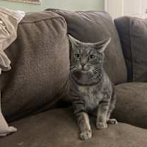 Thumbnail photo of Atticus #2