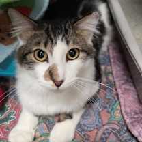 Thumbnail photo of Faulkner #2