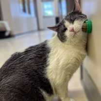 Thumbnail photo of Mookie #3