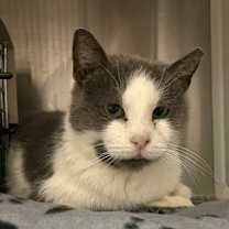 Thumbnail photo of Ping Pong FIV + #1