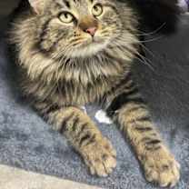 Thumbnail photo of Alder #2