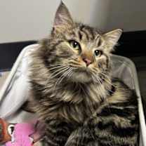 Thumbnail photo of Alder #3