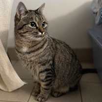 Thumbnail photo of Patty #2