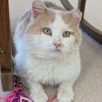 Thumbnail photo of Hozier - Love Bug #1