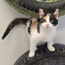 Thumbnail photo of Dallas #1