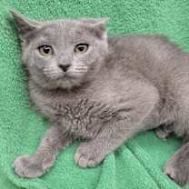 Thumbnail photo of Contessa #3