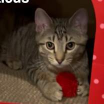 Thumbnail photo of Atticus #1